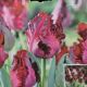 TULIP BLACK PARROT 7PP