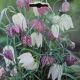 FRITILLARIA 'CHEQUERED LILY' 15PP
