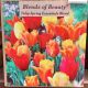 TULIP  SPRING ESSENTIALS BLEND 12PP
