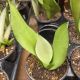 SNAKE PLANT MOONSHINE