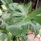 PHILODENDRON MONSTERA DELICIOSA 6