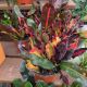 CROTON 6