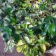FICUS 6