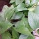 POTHOS 6