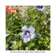 ROSE OF SHARON BLU CHIFFON S#2
