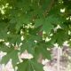 MAPLE SUGAR LEGACY #30
