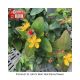 ST JOHNSWORT RED FAME #2