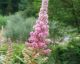 SPIREA STEEPLEBUSH #3