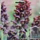 FRITILLARIA 'PERSIAN LILY' 1PP