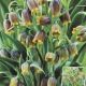 FRITILLARIA 'FOX'S GRAPE' 20PP