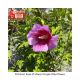 ROSE OF SHARON PURPLE PLLR #3