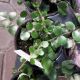 FERN 3.5