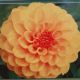 BULB DAHLIA GOLDEN SCEPTER 2PP