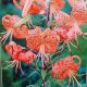 BULB TIGER LILY SPLENDENS