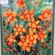 BULB CROCOSMIA EMILY MCKENZIE 5PP