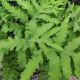 FERN SENSITIVE #1