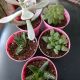 SUCCULENT 3