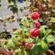 RASPBERRY AUTUMN BLISS #1