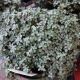 PILEA 6