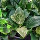 PHILODENDRON BIRKIN 4