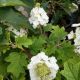 HYDRANGEA RUBY SLIPPERS #2