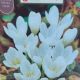 CROCUS WHITE AUTUMN 6PP