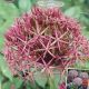 ALLIUM CHRISTOPHII 7PP