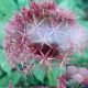 ALLIUM CHRISTOPHII 7PP