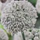 ALLIUM PING PONG 25PP