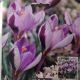 CROCUS MINIMUS 10PP