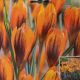 CROCUS ORANGE MONARCH 10PP