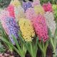 HYACINTH EASTER JOY MIX 5PP