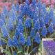GRAPE HYACINTH 20PP