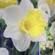 NARCISSUS HOLLAND SENSATION 7PP