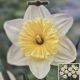 NARCISSUS ICE FOLLIES 7PP