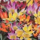 TULIP WILDFLOWER MIX 15PP