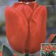 TULIP HOLLANDIA 7PP