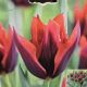 TULIP SLAWA 7PP