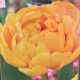 TULIP YELLOW POMPONETTE 8PP