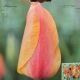 TULIP EL NINO 7PP
