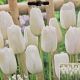 TULIP SNOW WHITE 7PP