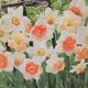 NARCISSUS PINK BLEND 14PP