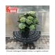 HYDRANGEA ELIZABETH ASH.#3