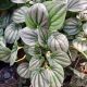 PEPEROMIA 4