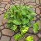 POTHOS 10