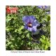 ROSE OF SHARON BLUE SATIN 7'