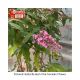 BUTTERFLY BUSH PINK CASCADE #3