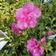 ROSE OF SHARON MAGENTA CHIF#3