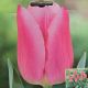 TULIP CHRISTMAS DREAM 7PP