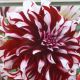 BULB DAHLIA DINNER PLATE TARTAN